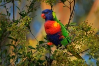 Lori mnohobarvy - Trichoglossus haematodus - Rainbow Lorikeet 2821